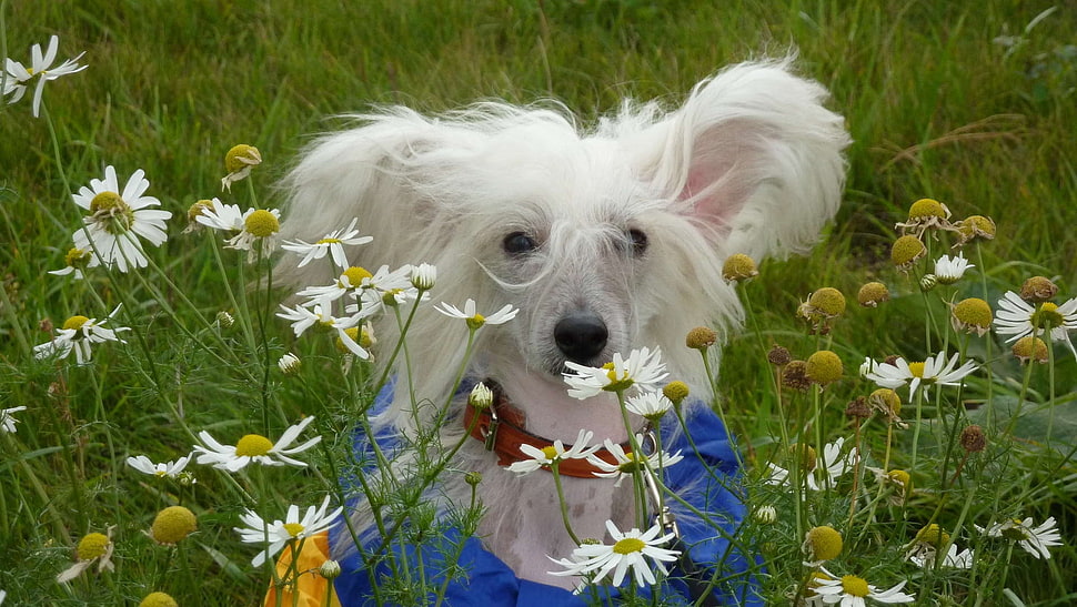 white poodle on white daisy field at daytime HD wallpaper